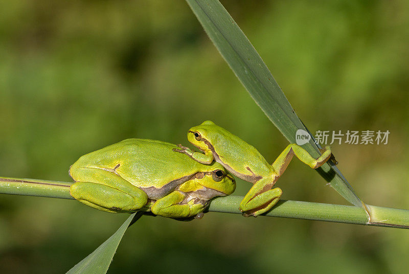 两只欧洲树蛙(Hyla arborea)